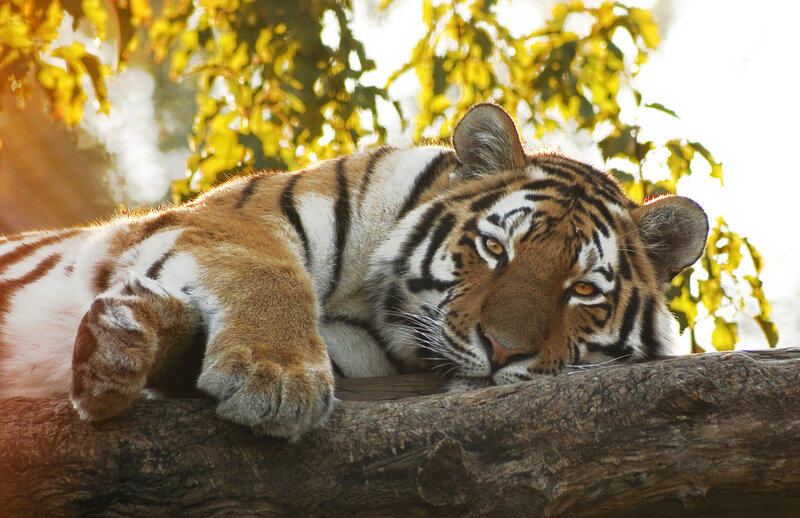 Tiger Resting on Log — Orange, Calm, Afternoon