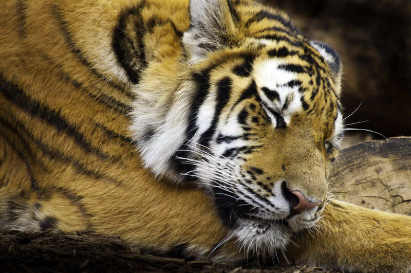 Tiger Resting on Log — Orange, Calm, Photograph, Dirt