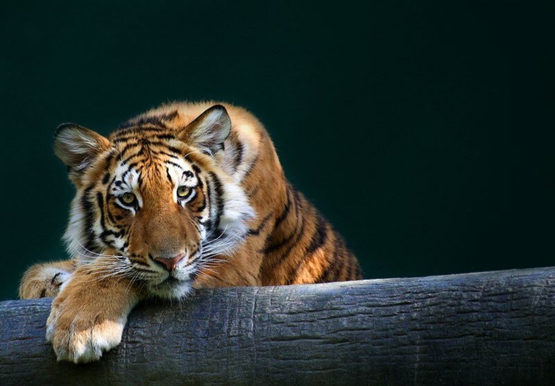 Tiger Resting on Log — Orange, Calm, Photograph, Forest