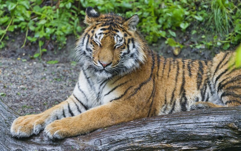 Tiger Resting on Log — Orange, Calm, Photograph, Plants