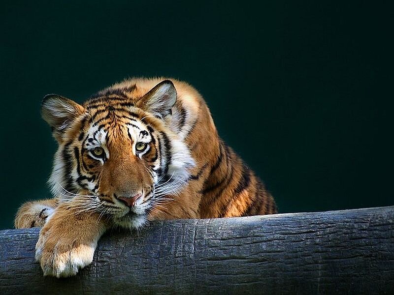Tiger Resting on Log — Orange, Calm, Photograph