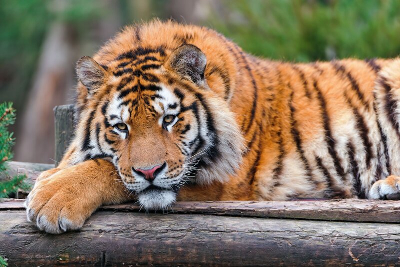 Tiger Resting on Log — Orange, Calm, Photograph, Tree Branch