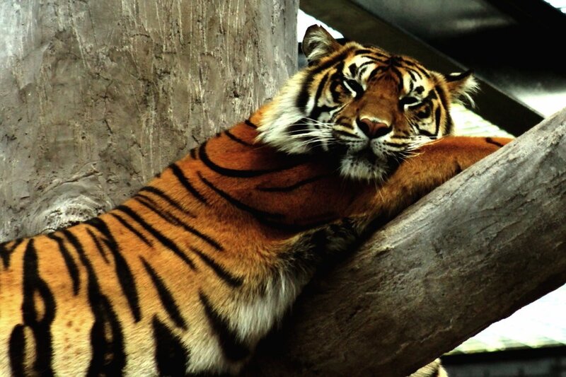 Tiger Resting on Log — Orange, Calm, Photograph, Tree Trunk
