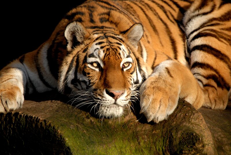 Tiger Resting on Log — Orange, Calm
