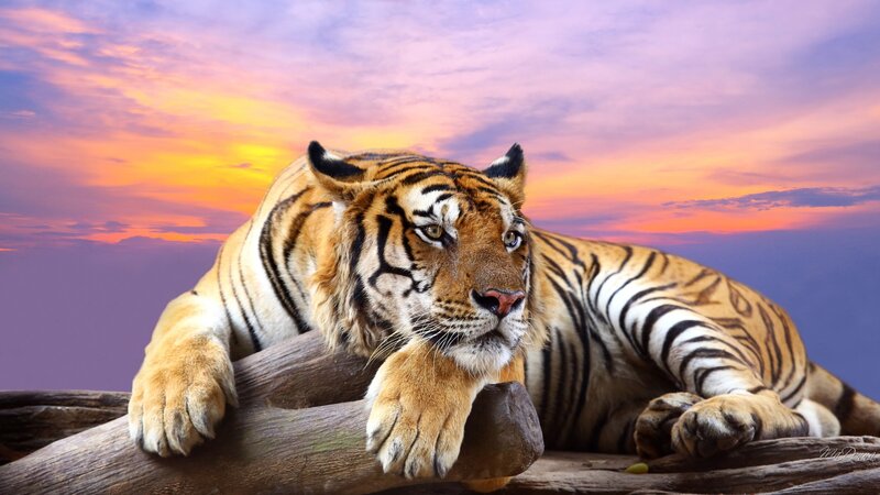 Tiger Resting on Log — Orange, Dramatic