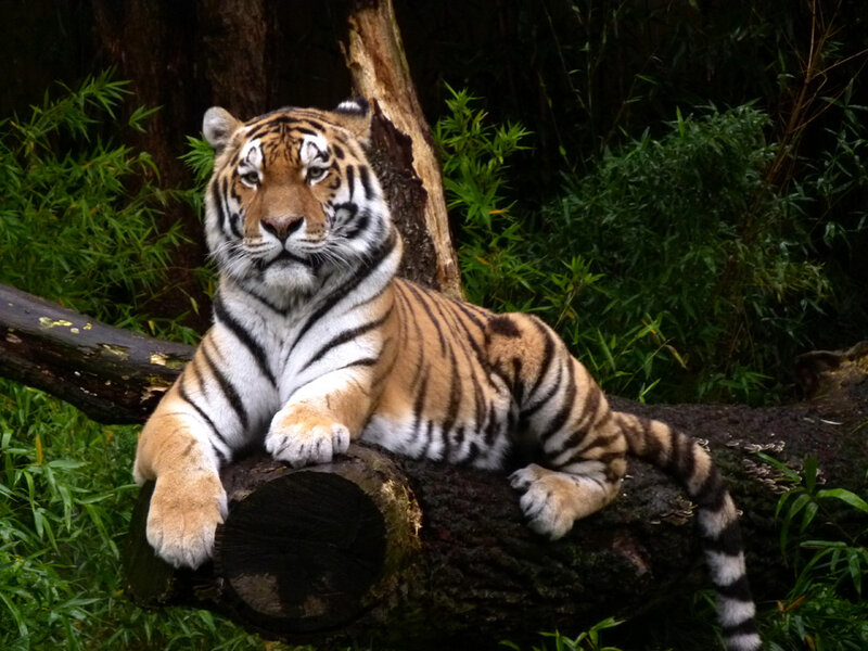 Tiger Resting on Log — Orange