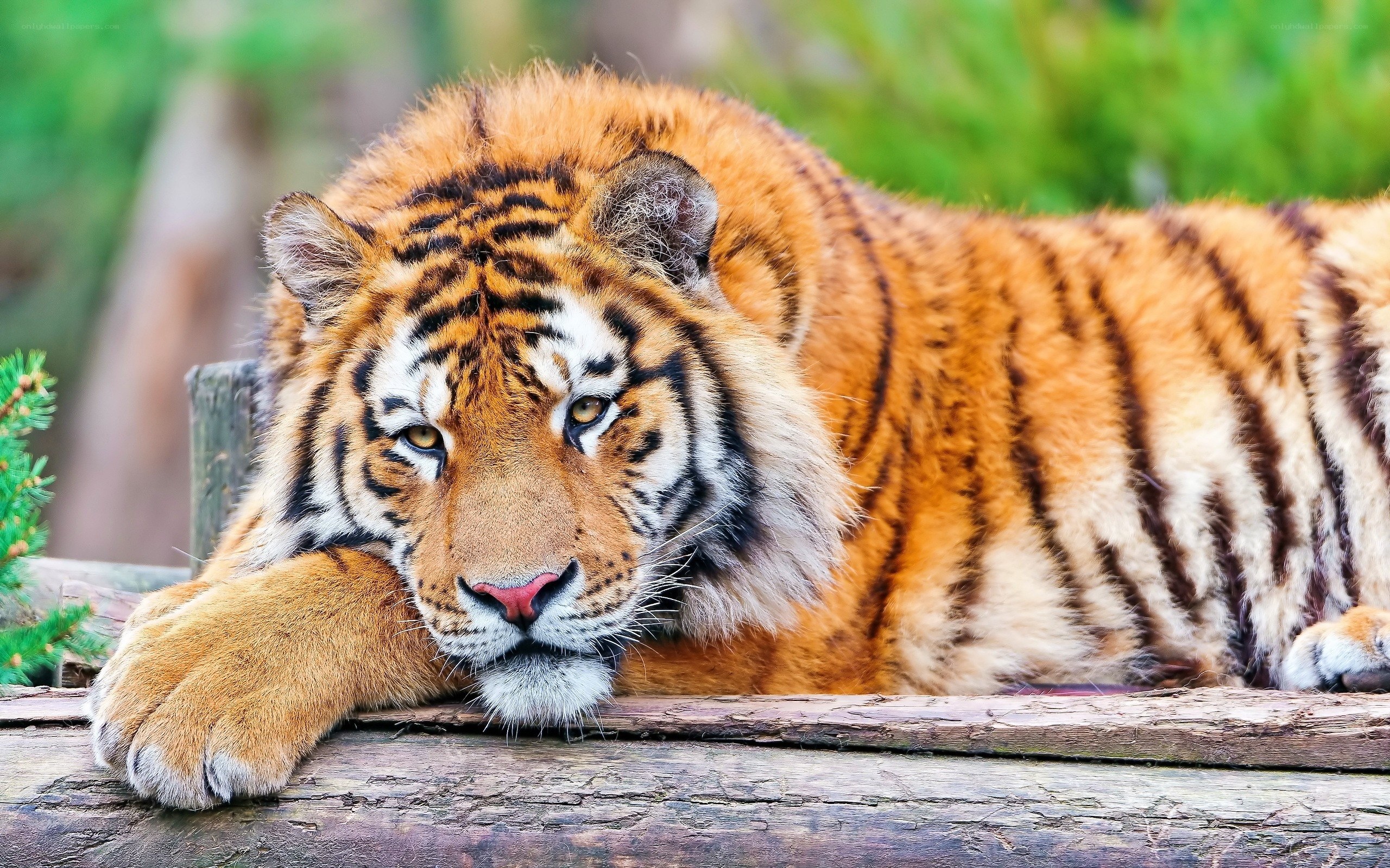 tiger resting on log