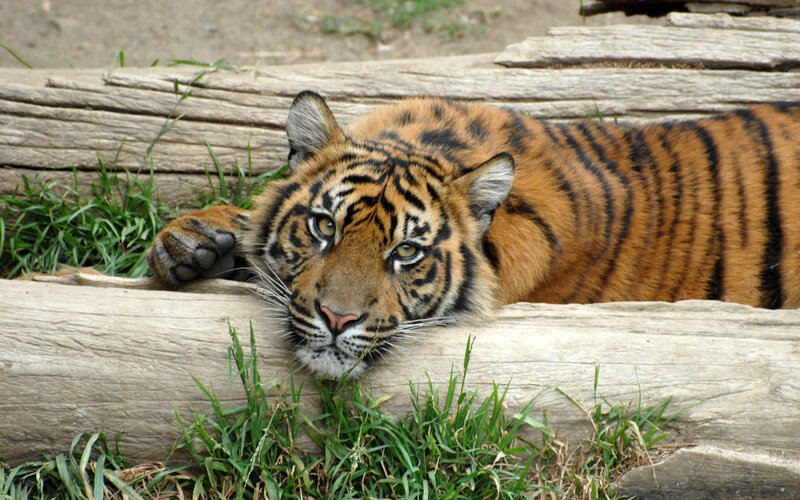 tiger resting on logs