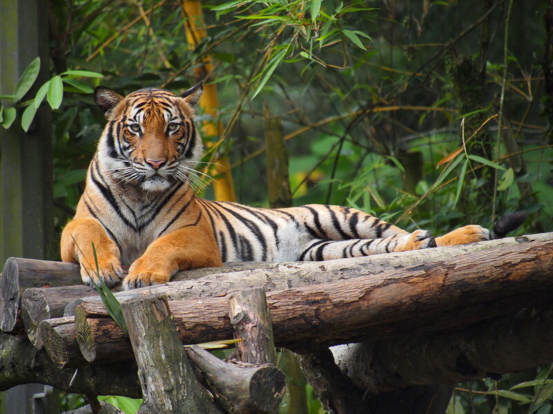 Tiger Resting on Logs — Orange
