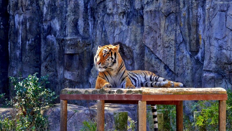 Tiger Resting on Platform — Orange