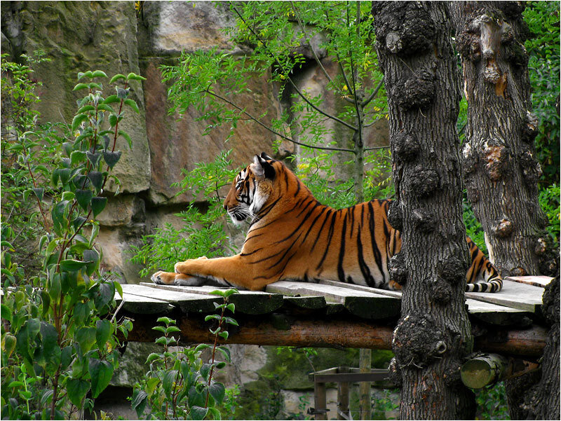 Tiger Resting on Platform