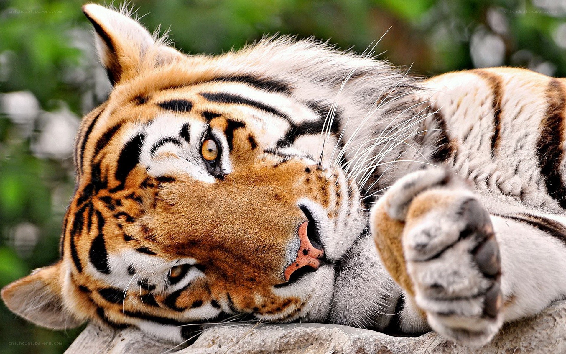 tiger resting on rock