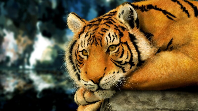 tiger resting on rock