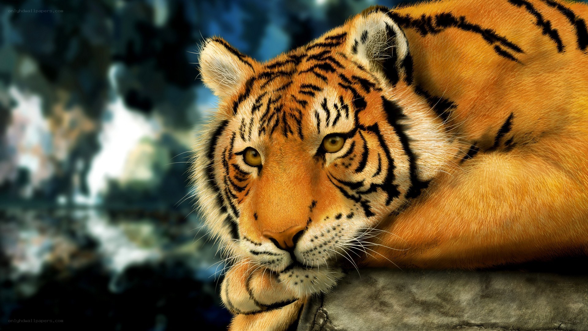 tiger resting on rock