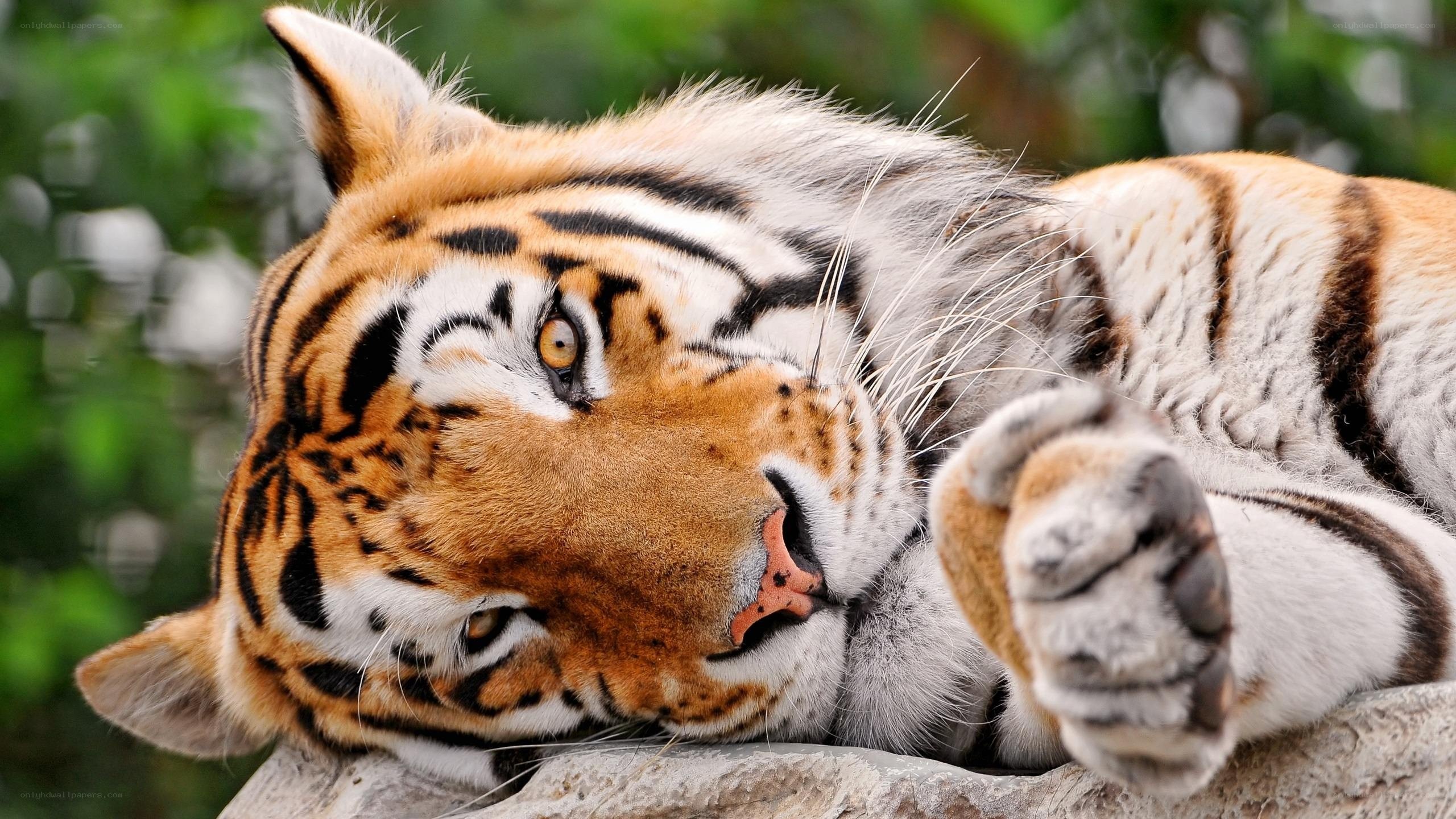 tiger resting on rock