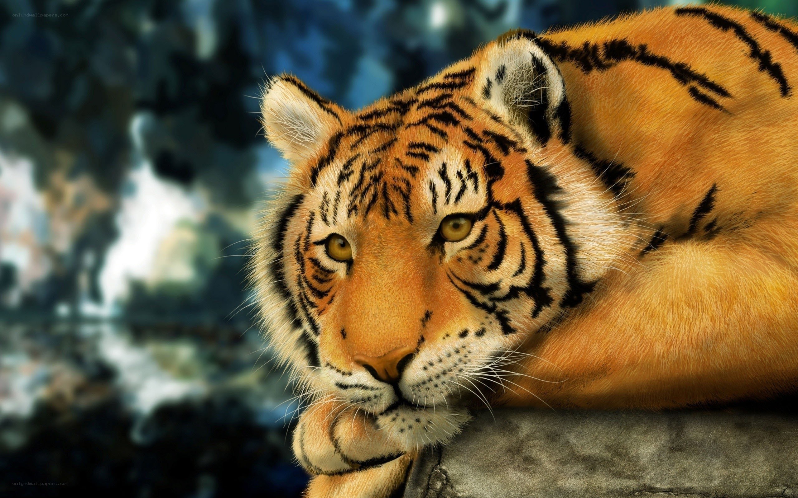 tiger resting on rock