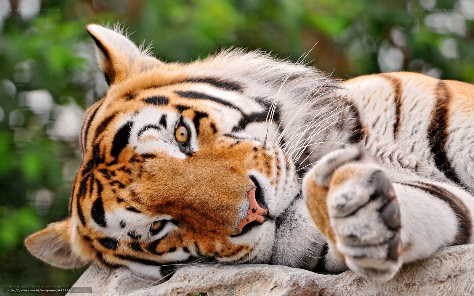 tiger resting on rock