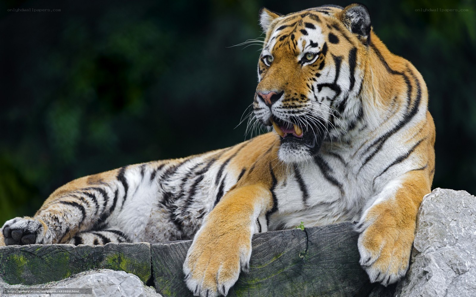 tiger resting on rock