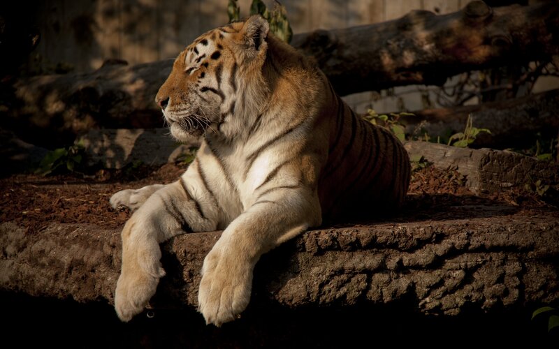 Tiger Resting on Rock — Brown