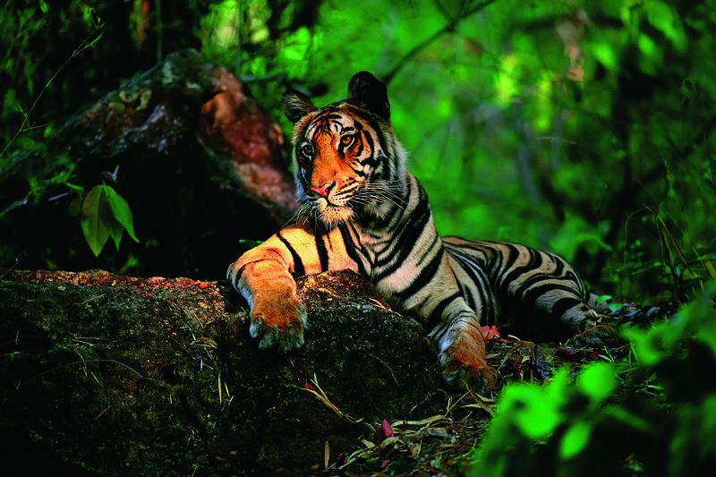 Tiger Resting on Rock — Green, Alert