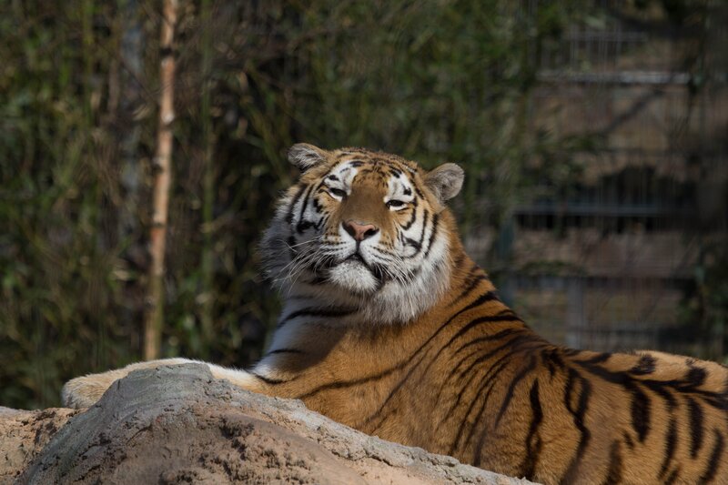Tiger Resting on Rock — Orange, Calm, Afternoon, Photograph, Bamboo