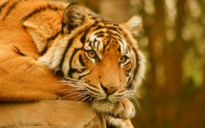 Tiger Resting on Rock — Orange, Calm, Afternoon, Photograph, Forest, Black, Brown