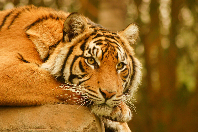Tiger Resting on Rock — Orange, Calm, Afternoon, Photograph, Forest, Black