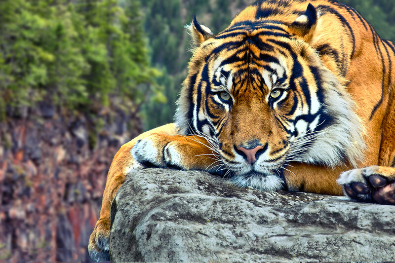 Tiger Resting on Rock — Orange, Calm, Afternoon, Photograph, Forest, Trees, Black