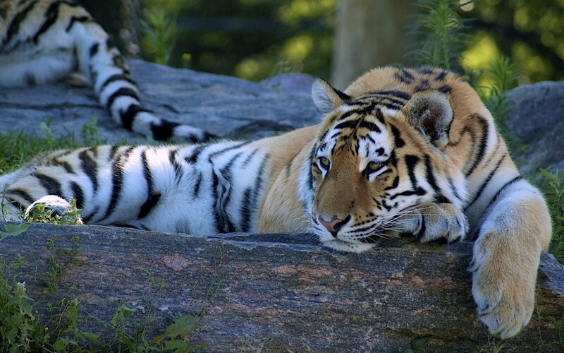 Tiger Resting on Rock — Orange, Calm, Afternoon, Photograph, Grass, Trees, Black