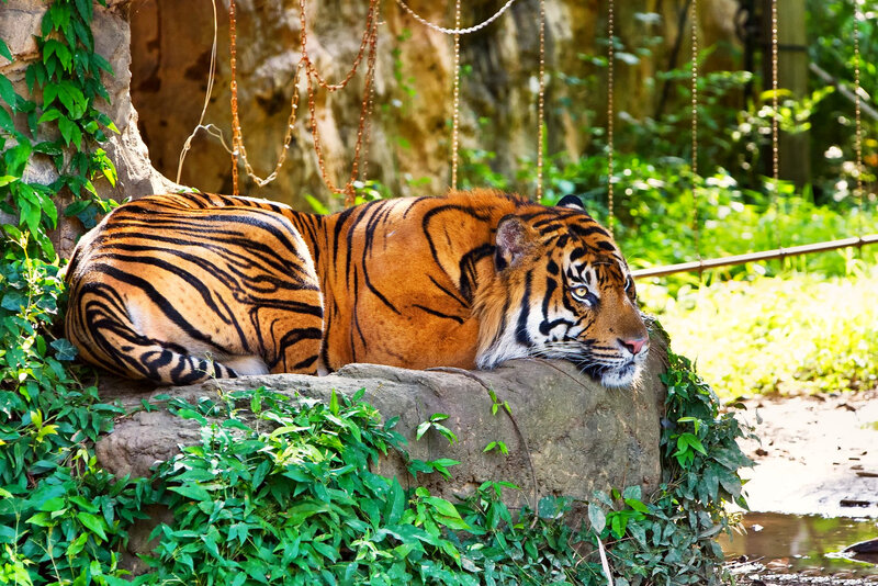 Tiger Resting on Rock — Orange, Calm, Afternoon, Photograph, Plants