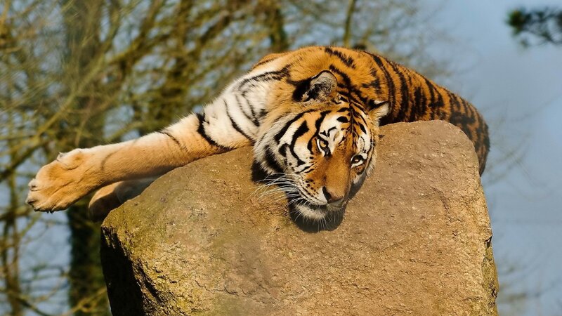 Tiger Resting on Rock — Orange, Calm, Afternoon, Photograph, Trees, Sky