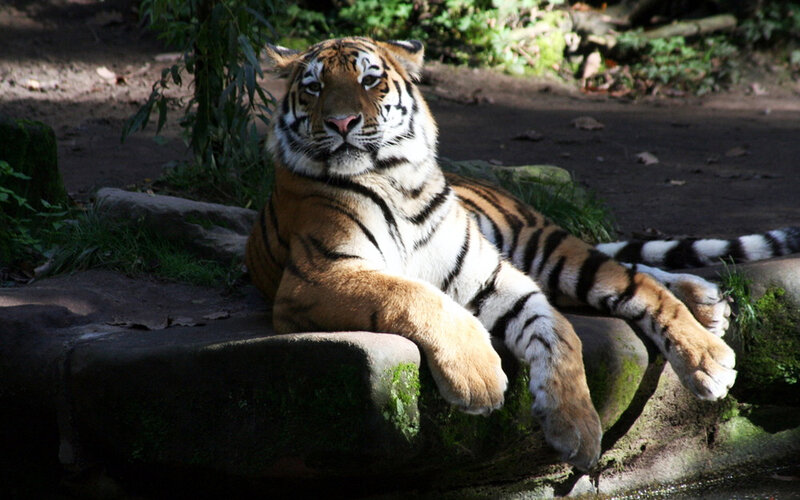 Tiger Resting on Rock — Orange, Calm, Afternoon