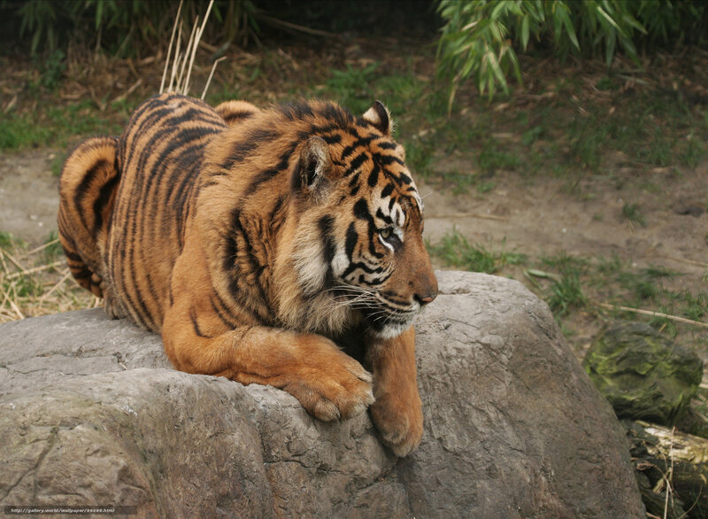 Tiger Resting on Rock — Orange, Calm, Photograph, Bamboo