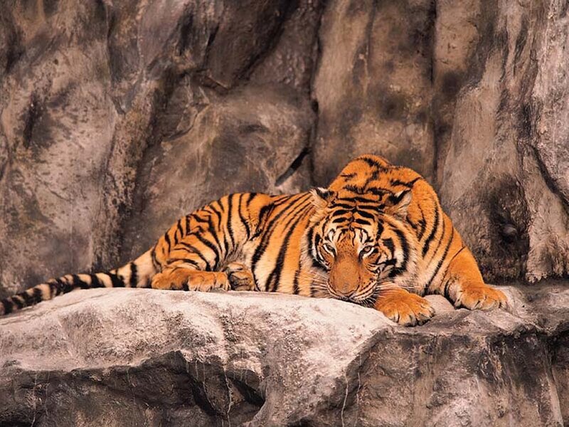 Tiger Resting on Rock — Orange, Calm, Photograph, Black
