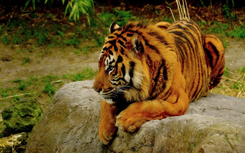 Tiger Resting on Rock — Orange, Calm, Photograph, Grass