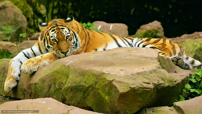 Tiger Resting on Rock — Orange, Calm, Photograph, Plants