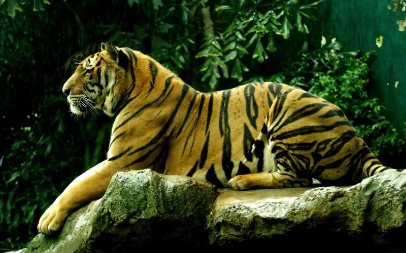 Tiger Resting on Rock — Orange, Calm, Photograph, Trees