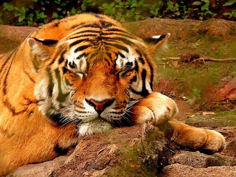Tiger Resting on Rock — Orange, Calm, Photograph, Vegetation