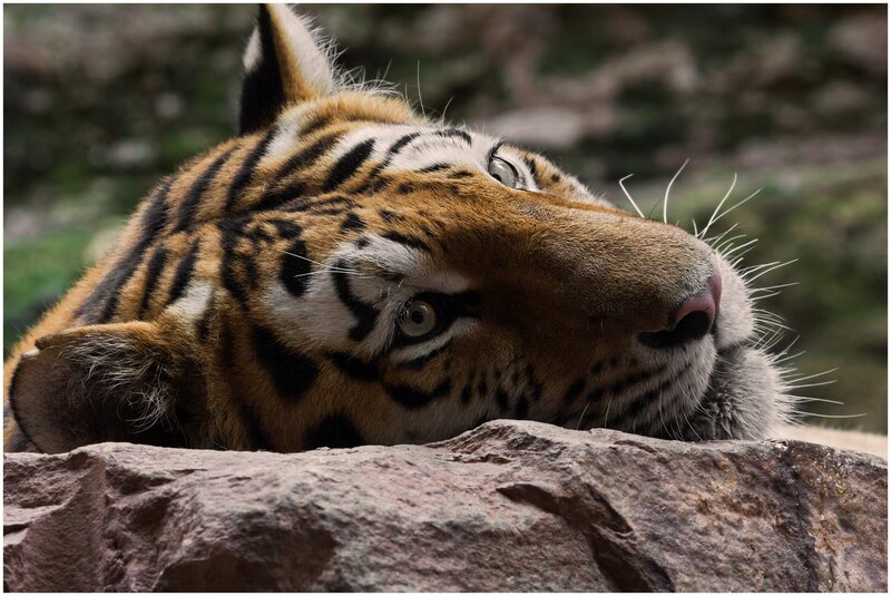 Tiger Resting on Rock — Orange, Calm, Photograph, Whiskers
