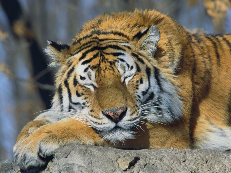 Tiger Resting on Rock — Orange, Calm