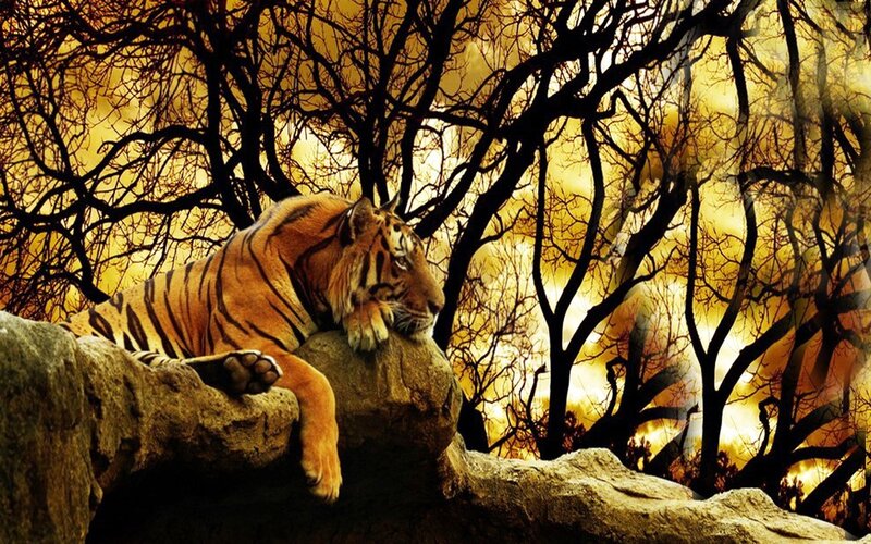 Tiger Resting on Rock — Orange, Dramatic, Sunset