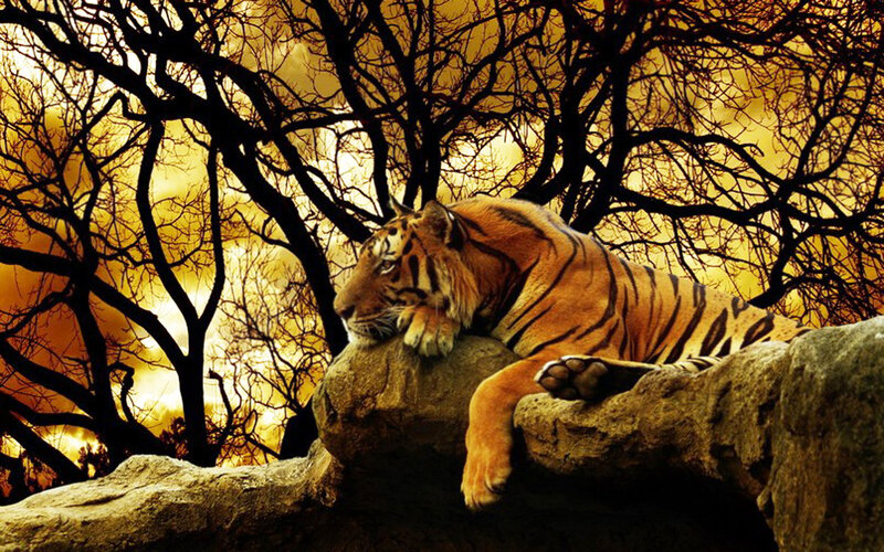Tiger Resting on Rock — Orange, Dramatic