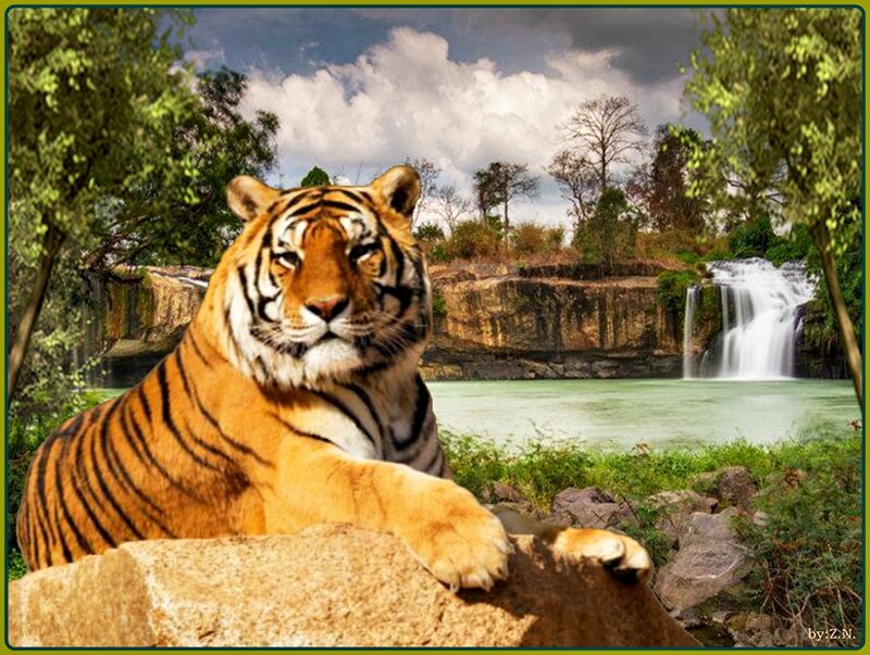 Tiger Resting on Rock — Orange, Serene