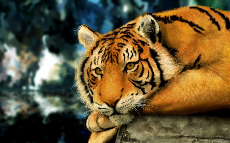 Tiger Resting on Rock — Orange