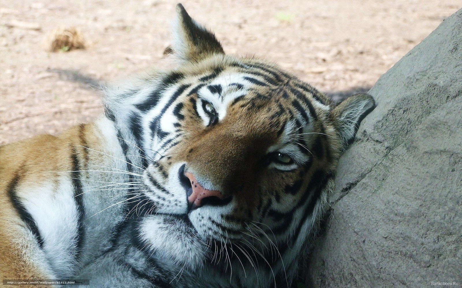tiger resting on rock