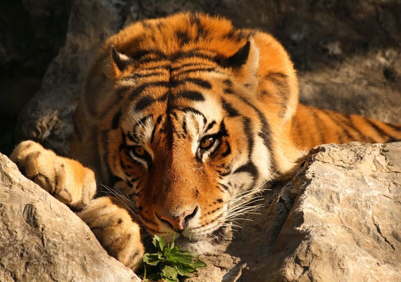 Tiger resting on rocks