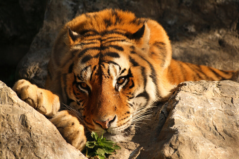 tiger resting on rocks