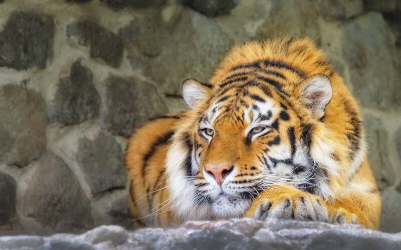 tiger resting on rocks