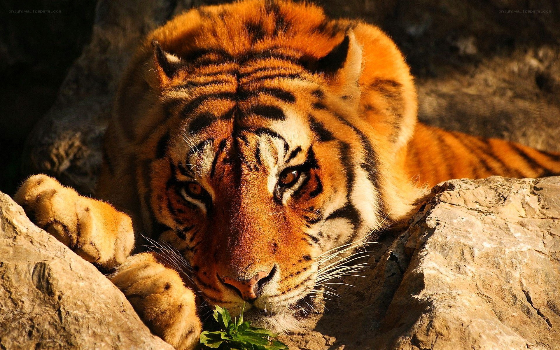 tiger resting on rocks