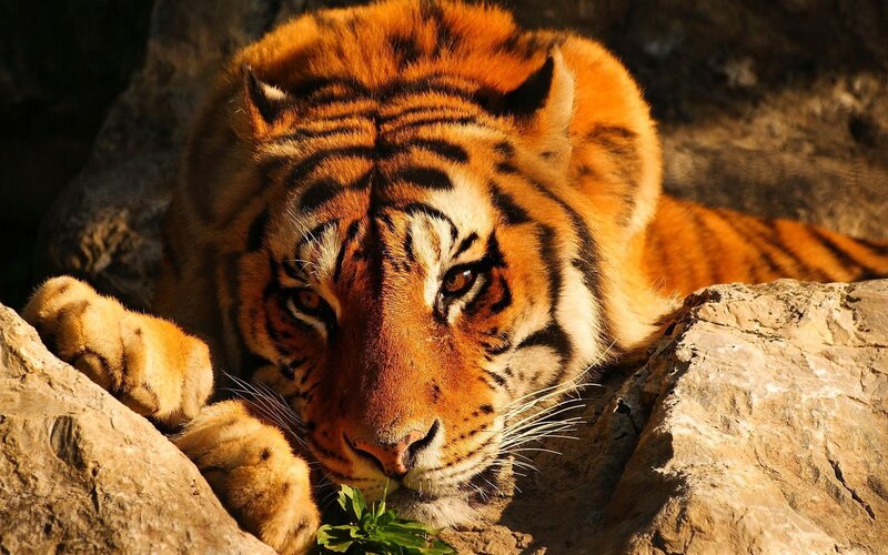 Tiger Resting on Rocks — Calm